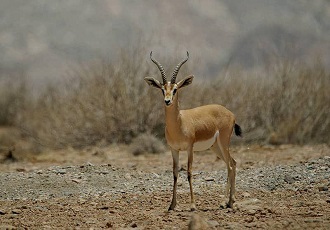  iran wildlife tour-Bamu national park